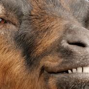 TheRandomGoat's - Steam avatar
