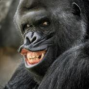 Tsardean's Stream profile image