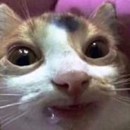 mispiss's Stream profile image