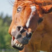 HornyHorse's Stream profile image