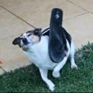 Barcinson's Stream profile image