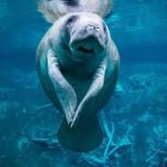 Flamboyant Manatee's Stream profile image