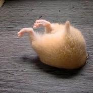 Noodles's Stream profile image
