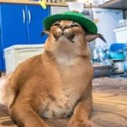 gooby's Stream profile image