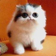 Orbitalphallus's Stream profile image