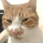 GAMOX | JoyZam's - Steam avatar