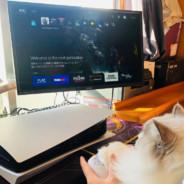 王豆豆's Stream profile image