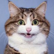 DoleBludgeoner's Stream profile image