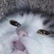 Catcocoa's Stream profile image