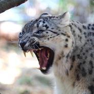 SnowLeopard's Stream profile image