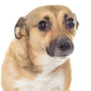 CACHORRO NORMAL's - Steam avatar