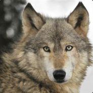 Wolf_117's - Steam avatar