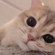 cat's Stream profile image