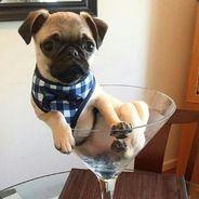 Lord Pug's Stream profile image