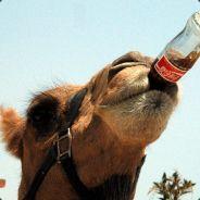 OpiumCamel's - Steam avatar