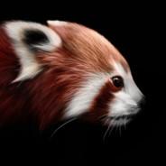 Evgen's Stream profile image