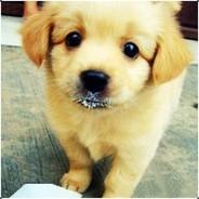 zhangˇgaga's Stream profile image