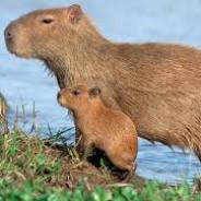 Capivara's - Steam avatar