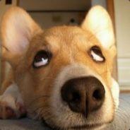 reborn's Stream profile image