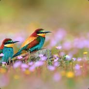 Jaccon's Stream profile image