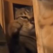 _ordeal's Stream profile image