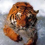 tigerstyle's - Steam avatar
