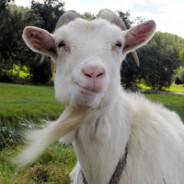 Bakken's Stream profile image