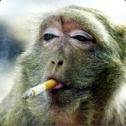 Animality's Stream profile image