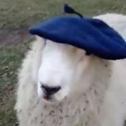 Martin14's Stream profile image