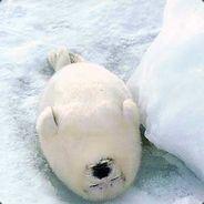 TDN's - Steam avatar