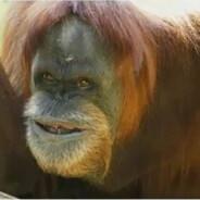 Monke's Stream profile image