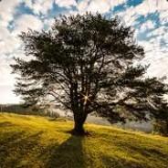 ThujaPlicata's Stream profile image