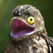 Urutau Alado's Stream profile image
