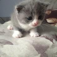 motherfucker's Stream profile image