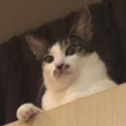 Allen118's Stream profile image