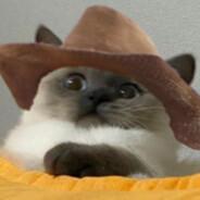 rodi's Stream profile image