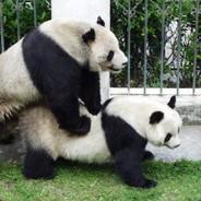 Panda's Stream profile image