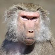 tomasbenitez159's Stream profile image