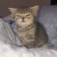 cutepotion's Stream profile image