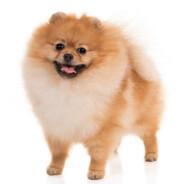 CanisPomerania's Stream profile image