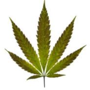 toenh420's - Steam avatar