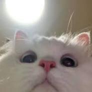 miho bandit.gg's Stream profile image