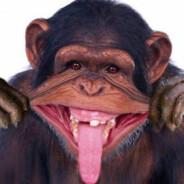 Störenfried's Stream profile image