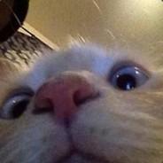 Captain Mittens's Stream profile image