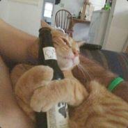 DrunkCatButAlsoDog's Stream profile image