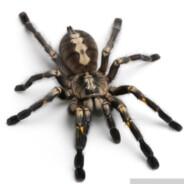 polnocnowschodni's Stream profile image