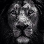 Rohan's Stream profile image