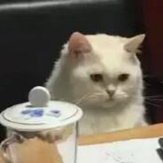 cotwx's Stream profile image