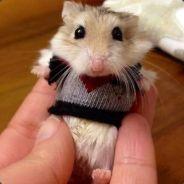 Holy Harry's Stream profile image