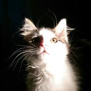 floridaisy's Stream profile image